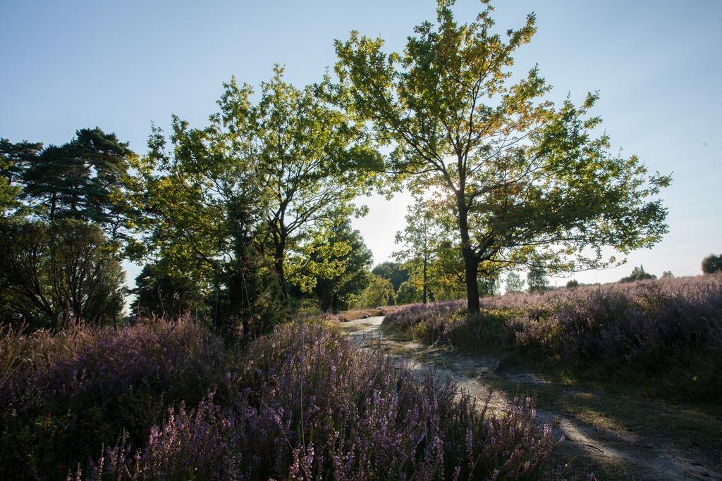Heidetraum Pension & Ferienwohnung Arndt Bispingen Exteriér fotografie